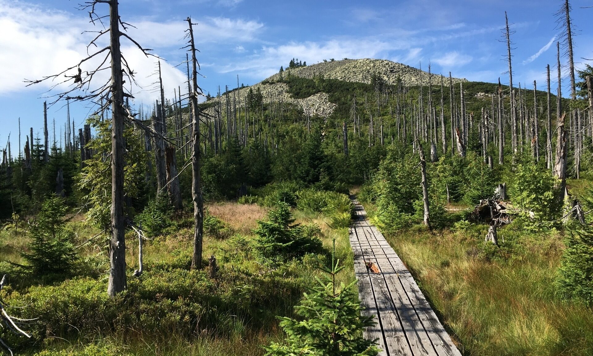 Weg zum Bayerischen Berg Lusen im Bayerischen Wald mit beeindruckender grüner Natur